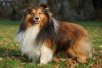 Gambol - Hodowla owczarka szetlandzkiego